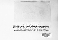 Microthyrium microscopicum image